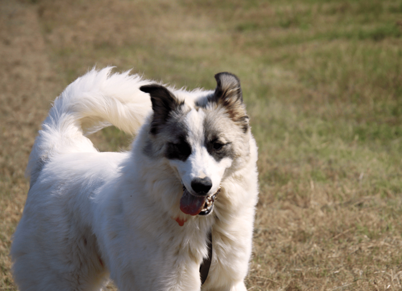 Caninéo Éducation - Bilan comportemental